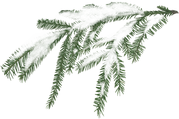Miscellaneous - Snow Tree Branch Png (640x418)