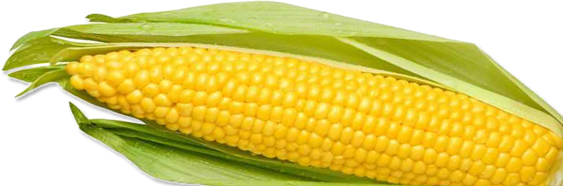 Images Of Corn - Corn On The Cob Png (800x265)