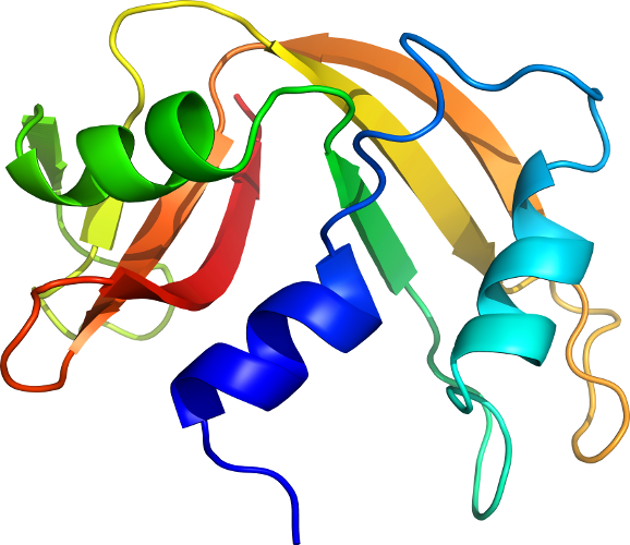 Clip Art Line Point Product Organism - Clip Art (578x500)