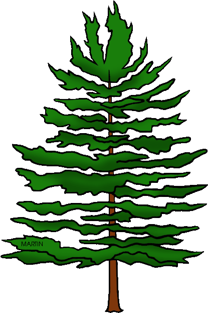 Michigan State Tree White Pine - Longleaf Pine Tree Clipart (477x648)