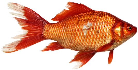 Goldfish Carp Fish Transparent Background - Transparent Background Fish Gif (578x340)