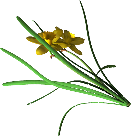 Daff - Buttercup (520x535)