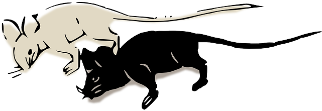 Mice, Mouse, Rat, Black, White - Raton Negro Y Blanco (640x320)