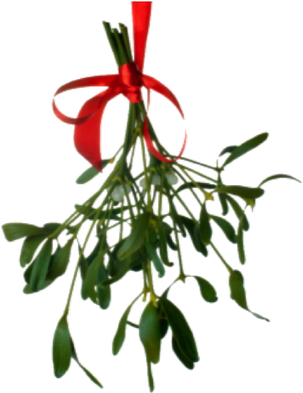 Holly - Mistletoe Candle Fragrance Oil (477x559)