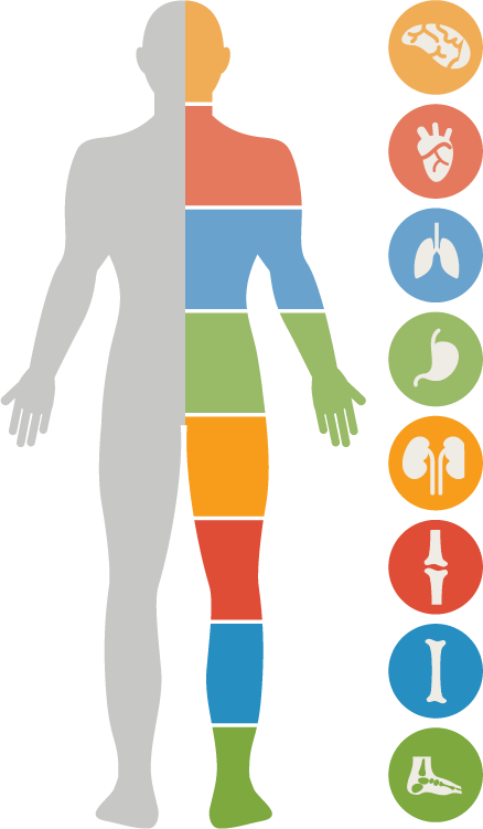Essential Nutrients Are Those Nutrients That Our Body - Alcohol Effects On The Body (438x751)