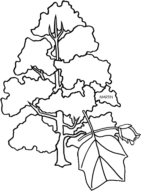 Ky Tulip Tree Clipart - Tennessee State Tree Coloring Page (484x648)