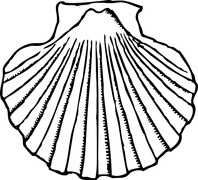 Shell Clipart Images Black And White (640x584)