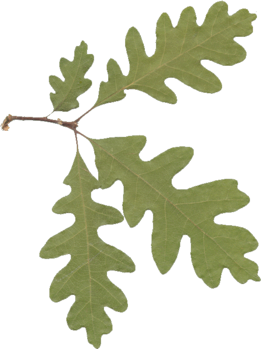 Picture Of Oak Leaves Clipart Best Sxdbow Clipart - Oak Leaves Transparent Background (537x703)