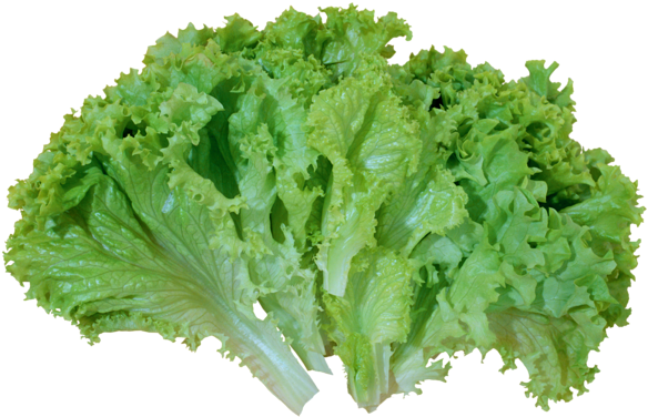 Lettuce Clipart Image - Lettuces Clipart (600x397)