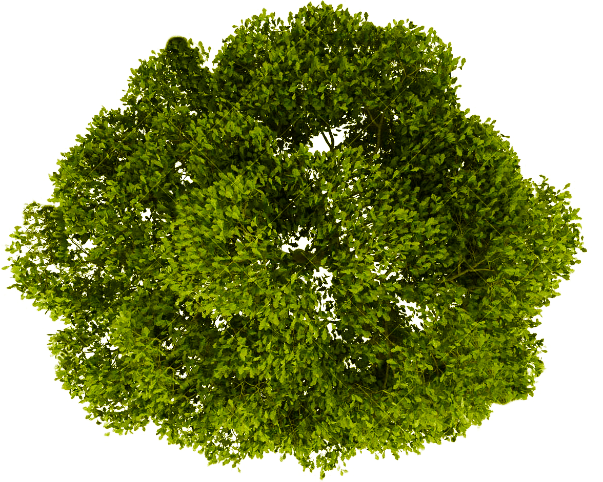 Top View Tree Png (1241x940)