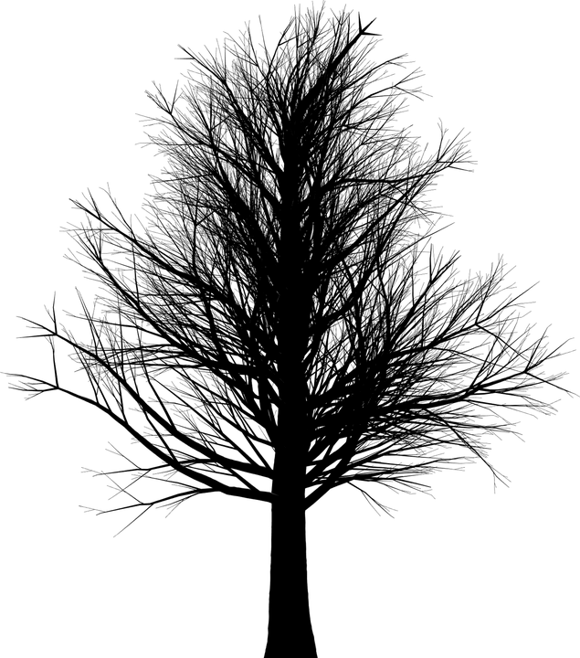 Arbol Sin Hojas Silueta Png (635x720)
