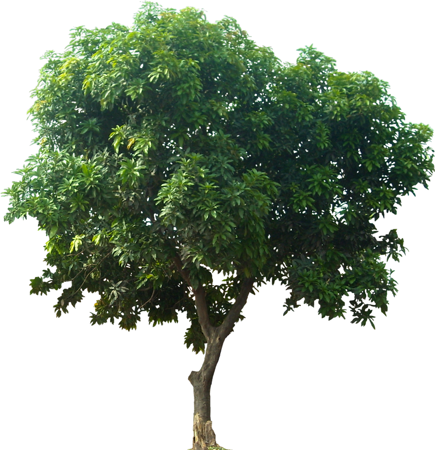 The Oak Tree, Png V - Mango Tree Cut Out (876x900)