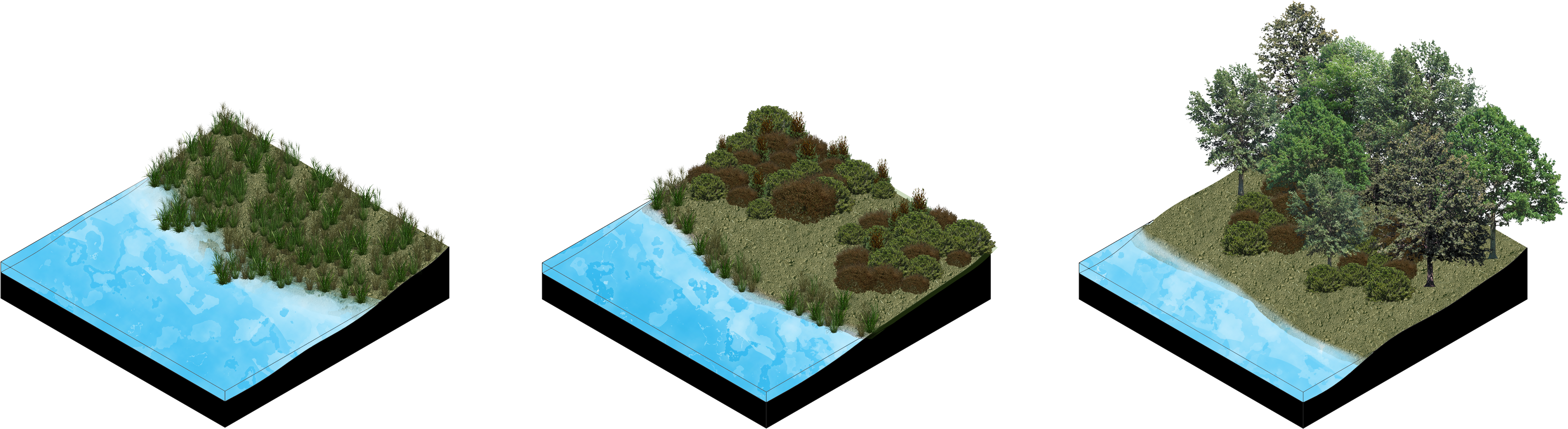 Succession Wiki - Wetland (4082x2436)