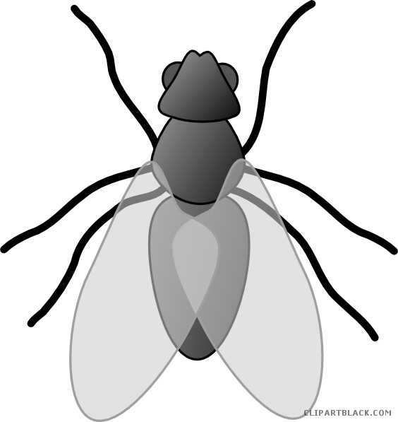 Insect Bug Animal Free Black White Clipart Images Clipartblack - Insect Clipart (564x597)