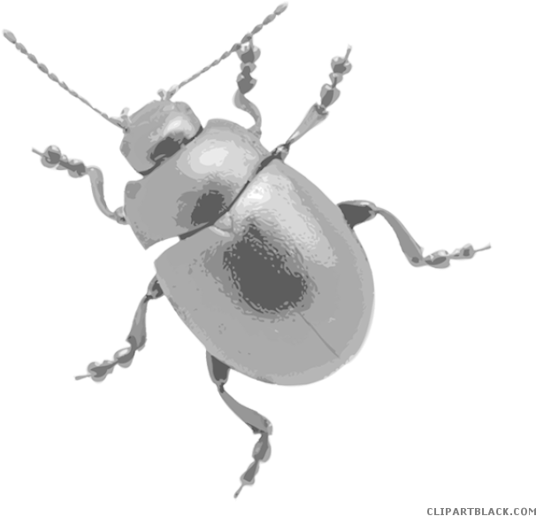 Awesome Bug Animal Free Black White Clipart Images - Chrysomelidae (640x610)