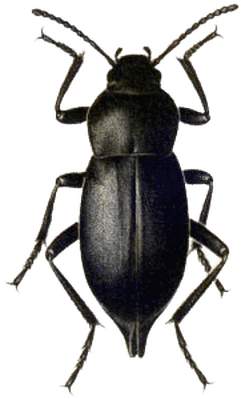 Beetle Black - Portable Network Graphics (400x400)