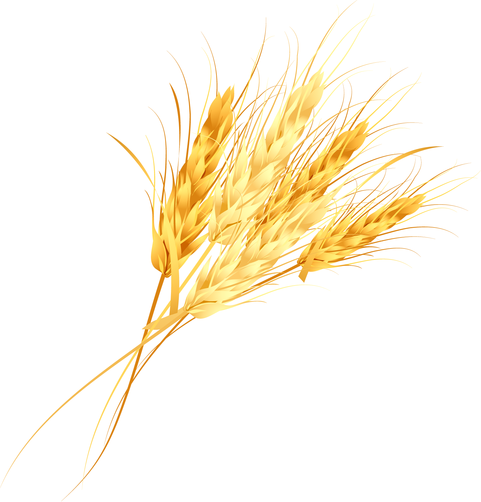 Cereal Germ Golden Rice - Wheat Vector Free (1536x1602)