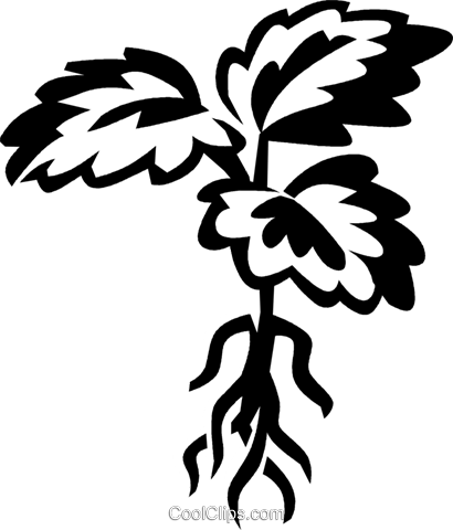 Plant With Roots - Clip Art (410x480)