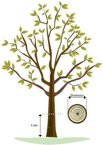 Permitted Development Rights And Protected Trees - Illustration (331x500)