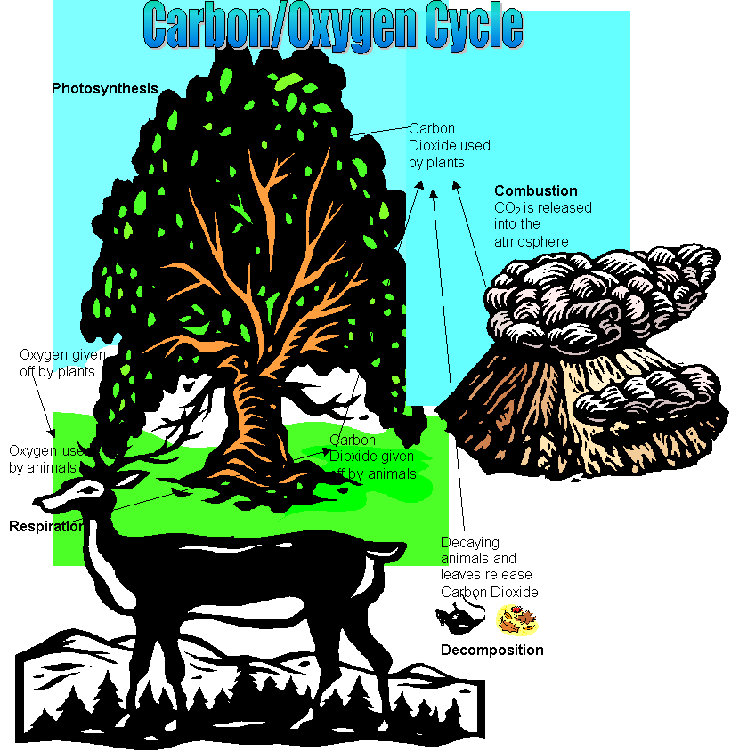 Cc Cycle 2 Week 4 Carbon & Oxygen Cycle - Carbon Cycle (808x843)