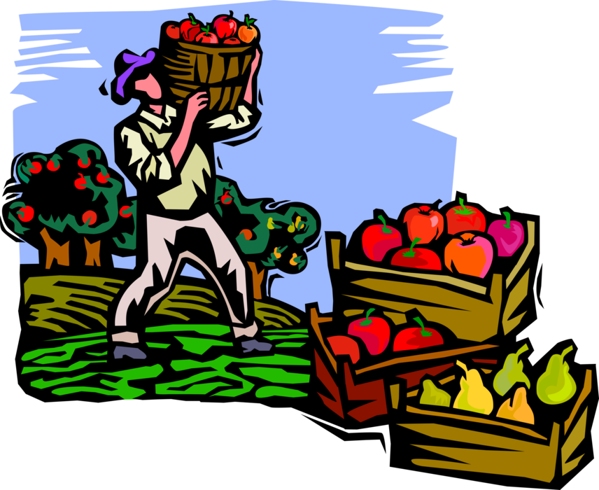 Vector Illustration Of Apple Orchard Worker Picking - Fruit Picking (856x700)
