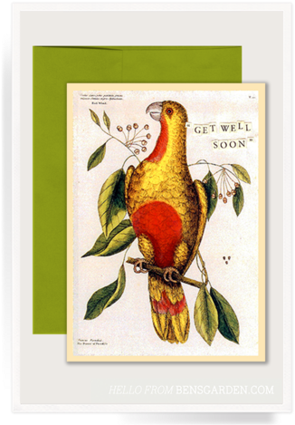 Get Well Parrot Folded Greeting Card // Min - Supplier Generic Paradise Parrot Canvas Art - Mark (337x480)