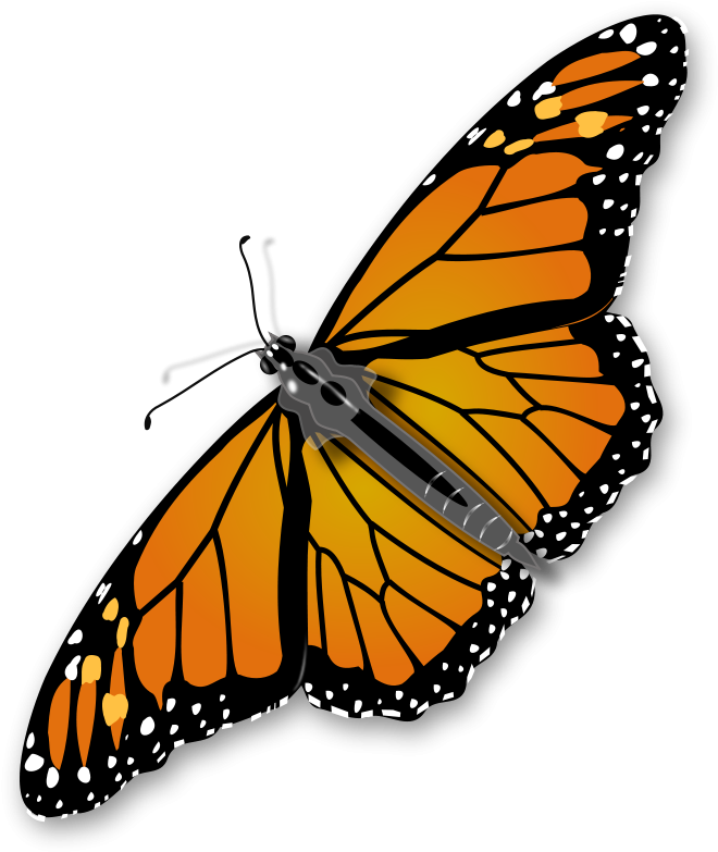 Insect Clipart Free Images 2 Image - Butterfly Png (691x800)