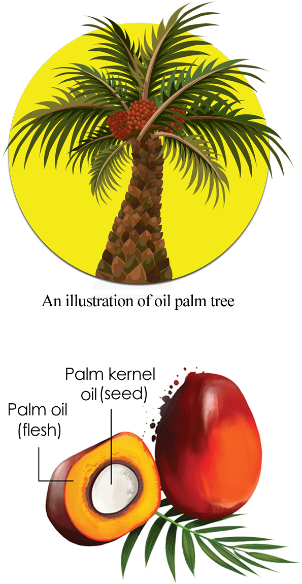 Cross Section Of An Oil Palm Fruit - Oil Palm Tree (632x1170)