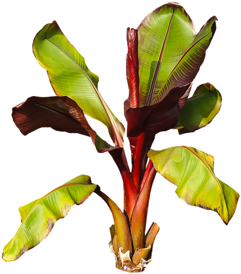 Nature, Plant, Banana, Banana Shrub, Leaves Perennial - Plantain (652x720)