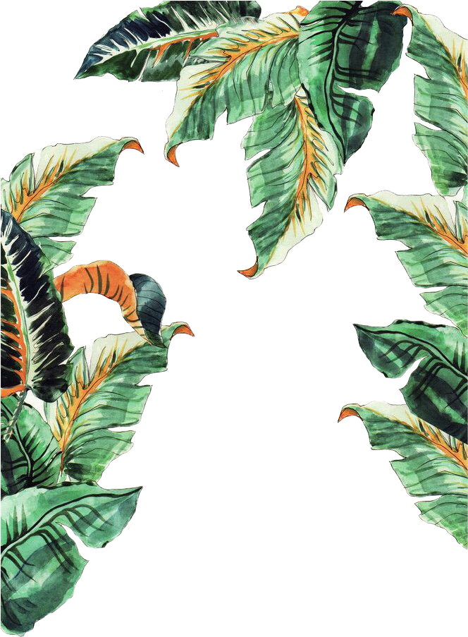 Musa Basjoo Leaf Banana - Folha De Bananeira Desenho Png (663x1024)