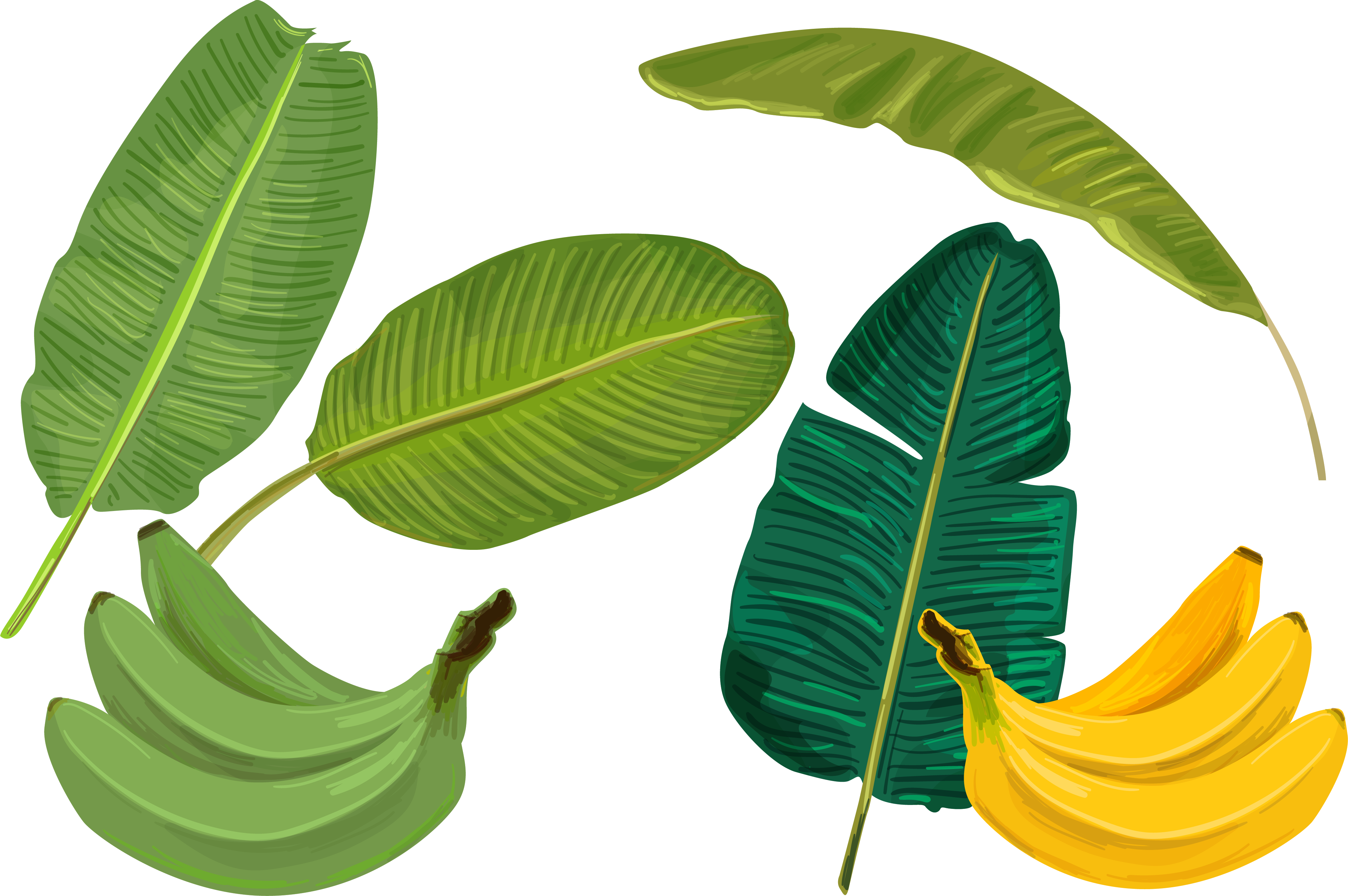 Banana Leaf - Palm Leaves - Free Vector Banana Leaf (4161x2767)