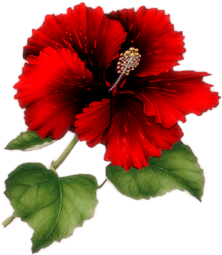 Red Flower Png Index Of /users/tbalze/flower/png - Red Hibiscus Flower Png (346x400)
