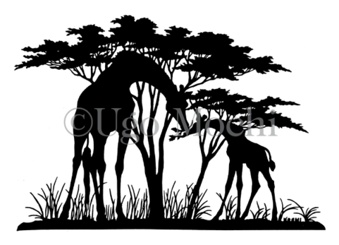 African Giraffes No - Giraffe (480x480)
