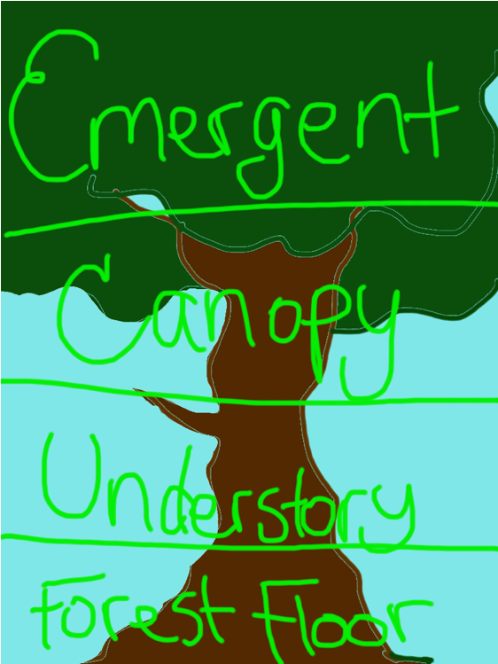 •the Highest Level Of The Rainforest, Is The Emergent - Rainforest Layers Clipart (994x748)