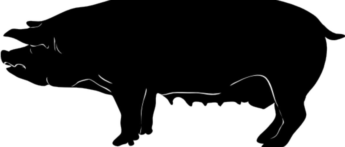 5 Barn Rules To Manage Body Condition In Sows - Pig Silhouette (1170x500)