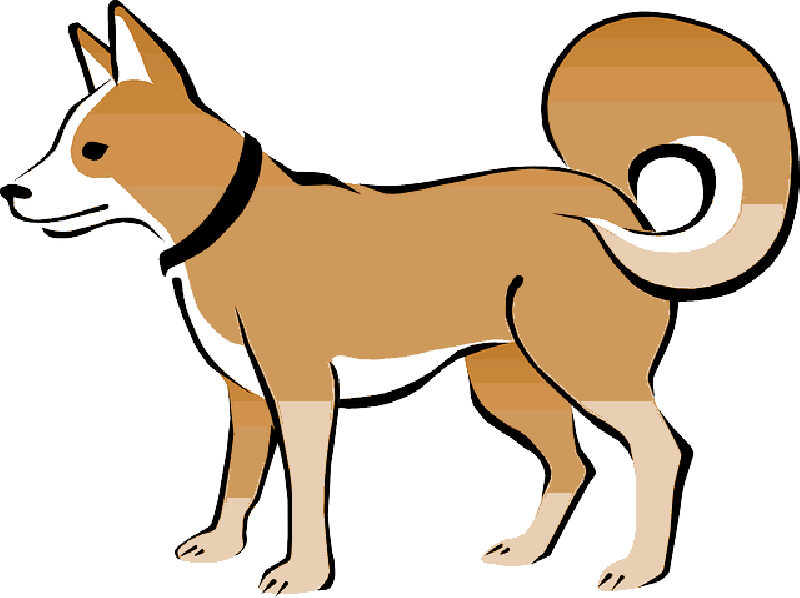 Brown, Dog, Pet, Animal, Tail, Eskimo, Collar, Curly - Dog Vector (800x598)