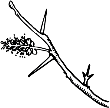 Alternate & Compound - Honey Locust (400x389)