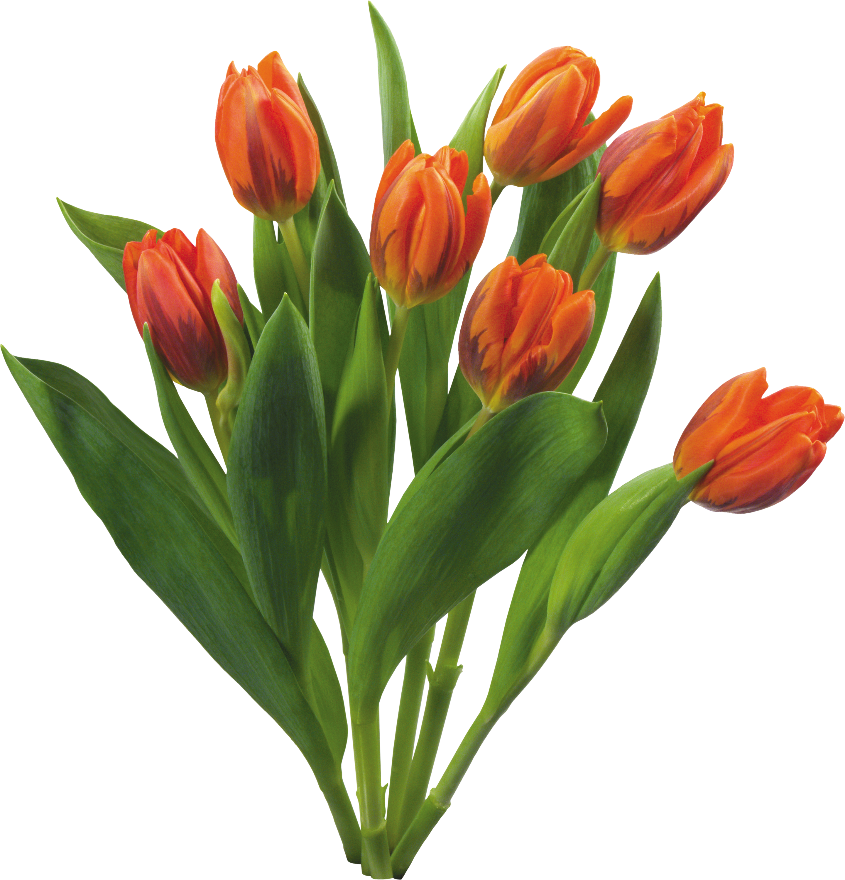 Bouquet Flowers Png - Free Tulips Png (2880x3000)