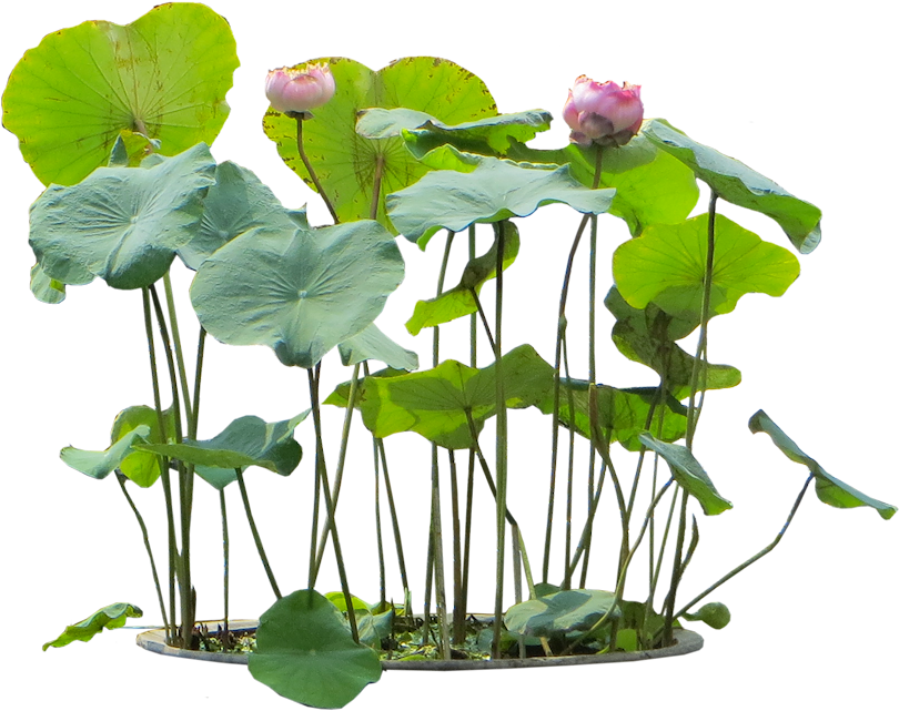 10 Free Plants & Flowers Png Images- At Dzzyn - Aquatic Plants Png (838x678)