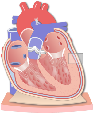 Coronal Section Of The Pericardium Animation Slide - Pericardial Cavity (770x406)