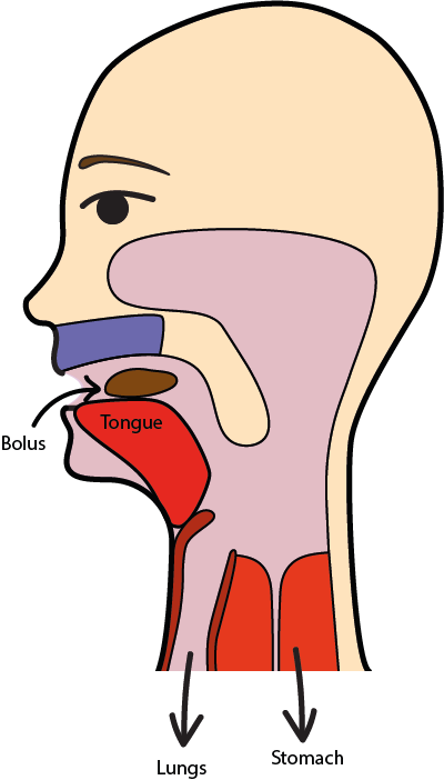 The Travel Space Of The Food Bolus Before The Swallowing - Swallowing Food Clipart (400x702)