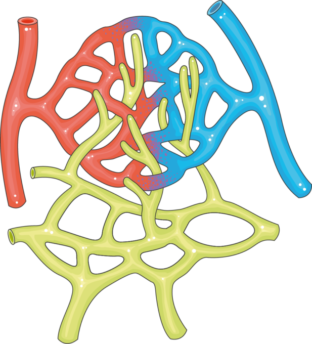 Capillaries - Servier Art Medical Capillaries (617x680)