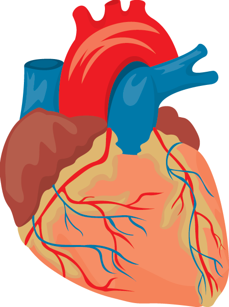 Beating Heart - Heart Anatomy Backpack By Monarchy70616 (469x629)