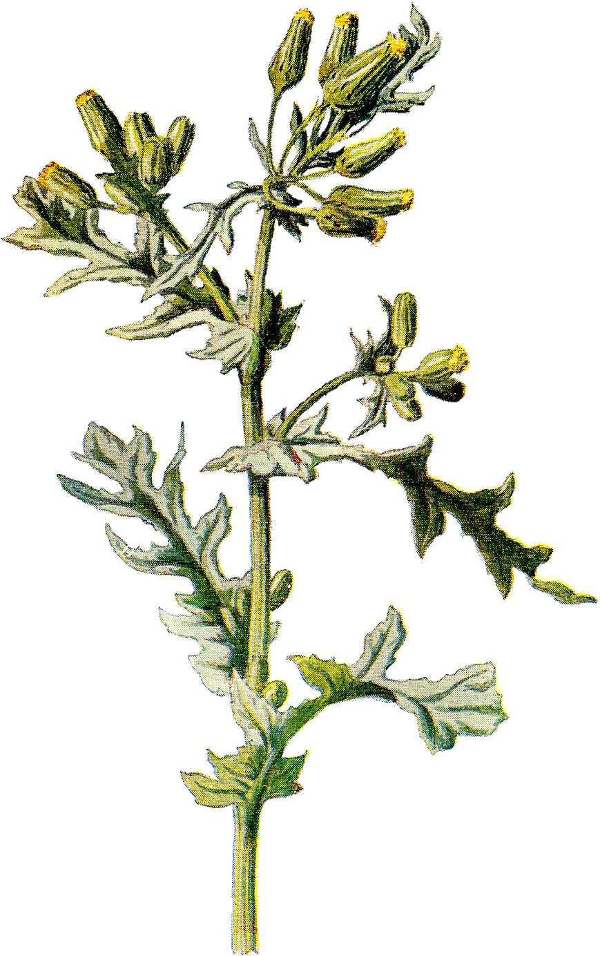 This Is A Pretty Digital Wildflower Graphic Of The - Antique Print Of C1890 Botanical Groundsel Plant Colour (1066x1600)