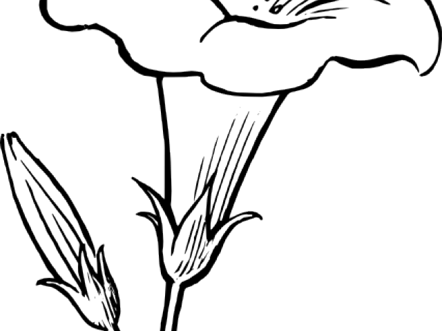 White Flower Clipart Lineart - Flower Black And White Drawing (640x480)
