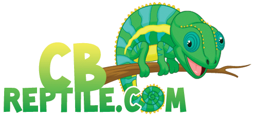 Mack Super Snow Leopard Gecko For Sale Online Baby - Chamäleon Comic (500x300)