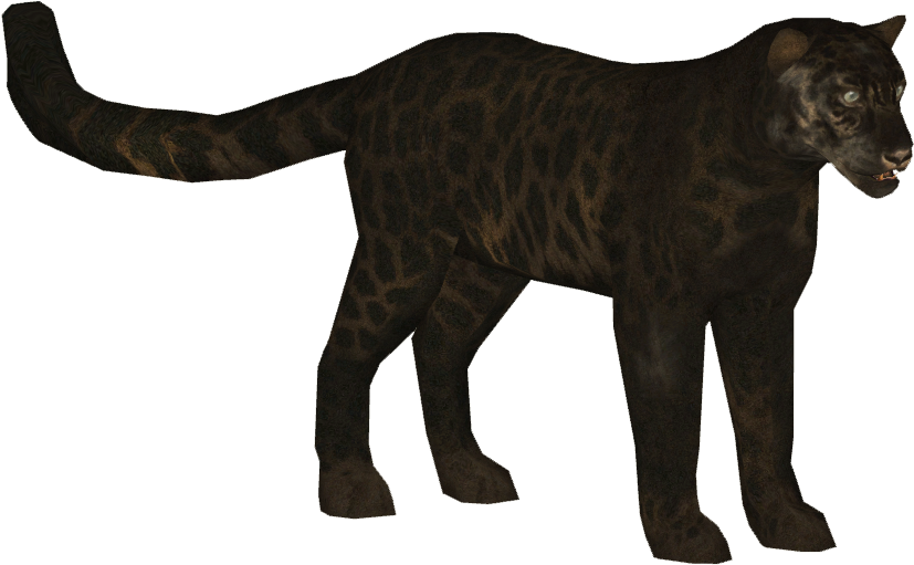 Critically Endangered Amur Leopards Born At Prague - Jaguar (826x826)