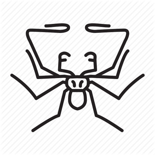 Drawn Beetle Tailless Whip Scorpion - Insect (512x512)