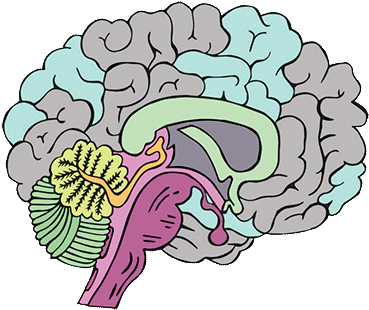 Brains Clipart The Adolescent Pencil And In Color Brains - Adolescent Brain (400x346)