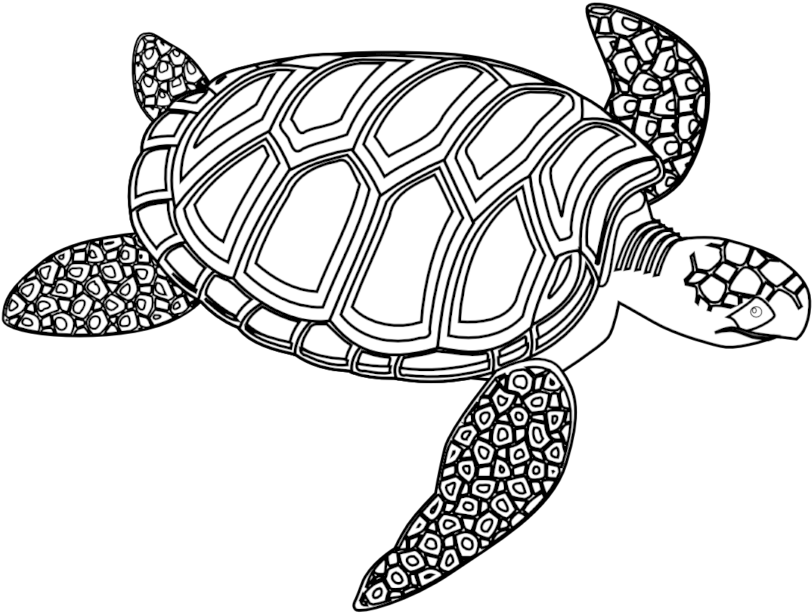 Hawaiian Sea Turtle Clipart Free - Turtle Black And White (830x615)